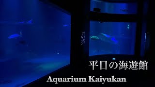 海遊館散歩 館内BGM付