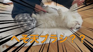 もふもふ猫のへそ天ブラッシング　まるでアンゴラウサギ