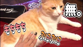 むちむちもちもちな猫をむにむにぷるぷるするだけの動画