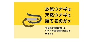 養殖ウナギ放流、効果に疑問符　研究者「競争力低く大幅増困難」