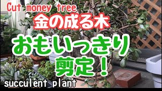 【多肉植物】樹齢20年以上の金の成る木をスッキリカットします！