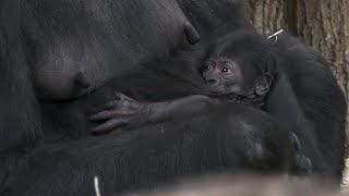 Gorilla-Baby kuschelt mit Mama: Nachwuchs in Berlin | AFP