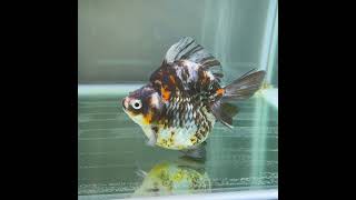 だるま琉金　トリカラー　１４ｃｍ #金魚 #goldfish #琉金