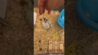 my hamster bites me