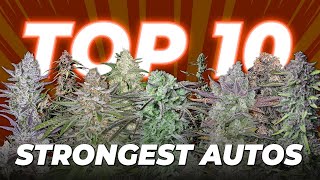 Top 10 Strongest Autoflowering Strains 2022 | Fast Buds