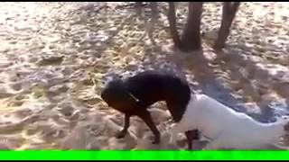 Dog sex video in goat