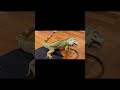 発情期のイグアナとの暮らし　〜イグアナライフ〜 イグアナ petlizard pet dinosaur グリーンイグアナ petreptile animals reptiles