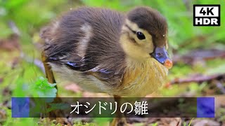 4K HDR Mandarin duck baby