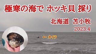 【北海道】激ウマ！春のホッキ貝を採りに4月の冷たい海に入る🥶