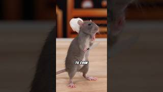 Ratatouille Irl