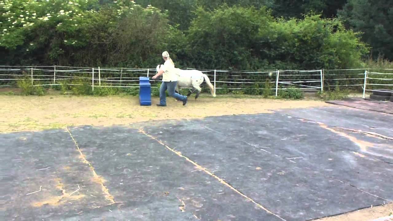 Freiheitsdressur Mit Shetlandpony Pünktchen Youtube