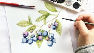 Áfonya – gyorsított akvarell festés | how to paint blueberries | watercolor speedpaint realistic