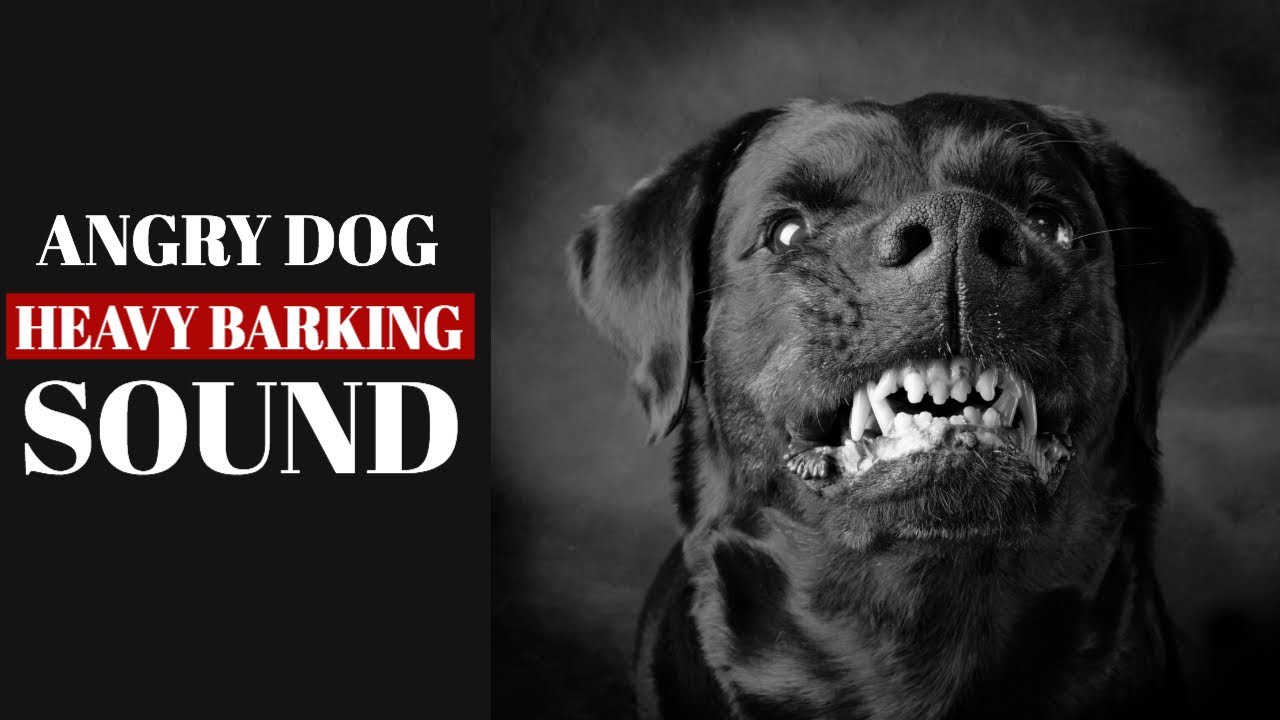 Angry Dog Barking Loudly Youtube