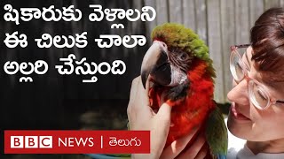 Travel Lover-Parrot: స్వేచ్ఛగా ఎగరడం నేర్చుకున్న ఈ చిలుక ఇప్పుడు ఇంటర్‌నెట్ సెన్సేషన్‌ | BBC Telugu