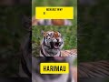 FAKTA MENARIK | FAKTA UNIK dan #MENARIK tentang #harimau #shortsvideo