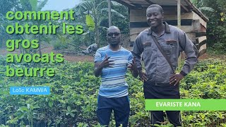 COMMENT OBTENIR LES GROS AVOCATS BEURRES