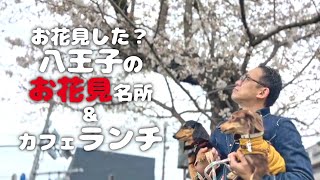 【犬連れお花見&八王子ランチ】富士森公園の桜まつりと「cafe5(カフェファイブ)」さん行ってきたよ～ 東京都八王子市 ペットショップの売れ残りと元保護犬とお出かけ