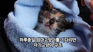 눈도 입도 다 붙어서 오롯이 찬바람을 견뎌낸 아기고양이 생강이를 구조했습니다. / Rescue a starving baby cat