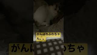 出産間近、。？ふわちゃん日記【 猫 子猫 妊娠猫 】