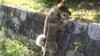 20150520Shikoku dog (protected Japanese dog species) \