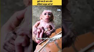 Super Clever Monkey Jacky #monkey #shortvideo