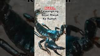 AWAS! Inilah Salah satu Jenis Kalajengking paling mem4tik4n di dunia! Kalajengking Biru. #scorpio