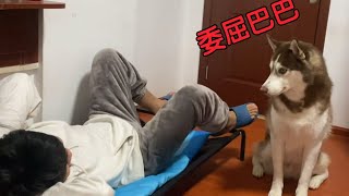 当你抢走了二哈的床，它会是什么反应？【哈仔十一】