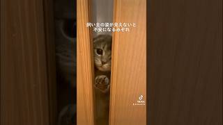 【ストーカー猫】飼い主が見えないと不安になる猫　#猫 #ねこのいる暮らし