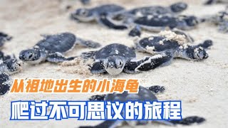 从祖地出生的小海龟，爬过不可思议的旅程，最终到达大海