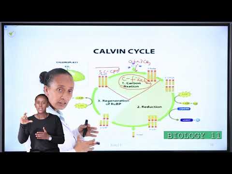 BIOLOGY GRADE 11 - YouTube