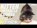 子猫の障害物競走- Kitten's obstacle course -