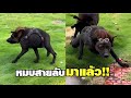 หมบสายลับ เคยเห็นมั้ยครับพี่ !! ( พากย์นรก )