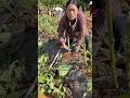 Sweet potatoes harvesting from farmers with rural farming life #harvesting #potatoes