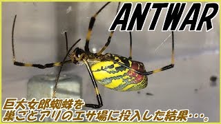 蟻戦争Ⅱ＃89 ジョロウグモという強敵を前にしてアリは恐怖心を抱く？編～Do ants have fear of spiders?～