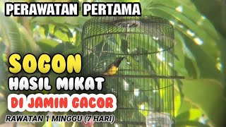 CARA PERAWATAN PERTAMA SOGON HASIL MIKAT #sogon #nektar #konin #kolibri #caramembuat