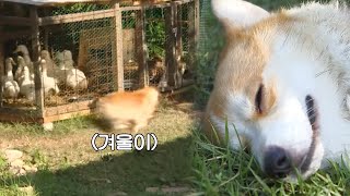 [삼시세끼고창편] 오리랑 놀고 피곤한 겨울이