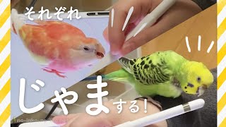 かわいすぎてじゃまされたい☺️アキクサインコとセキセイインコはジャマの仕方もそれぞれです