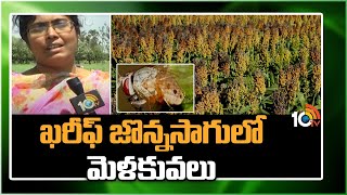 Techniques in Kharif Sorghum Cultivation | ఖరీఫ్ జొన్నసాగులో మెళకువలు | Matti Manishi | 10TV News