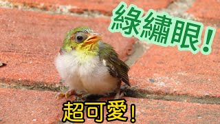 綠繡眼寶寶!離巢不小心掉到地上!Japanese White-eye baby! Leaving the nest and accidentally falling to the ground!