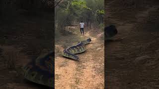 Anaconda Snake Chasing Boy Video P2 #shorts #short #snake #saamp #saampwalavideo #anaconda