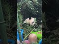 240709 大熊猫萌兰 早上么么儿出来吃窝头和竹子~~ 大熊猫 大熊猫 cutepanda menglan 萌兰