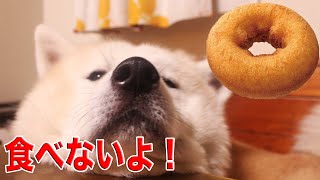 秋田犬そうすけ・お昼のひととき・ドーナッツは出来立てしか食べないよ♪