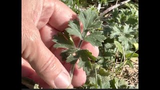 Mugwort Benefits and Uses|