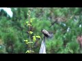 chestnut backed chickadee