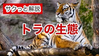 トラの生態【サクっと解説】