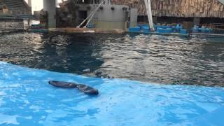 名古屋港水族館 シャチ