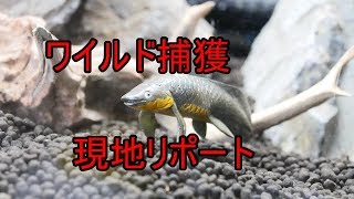 【アクア】ワイルドのすすめ④ケーススタディ：ペルー、バリ、ブラジル、マラウィ【字幕】