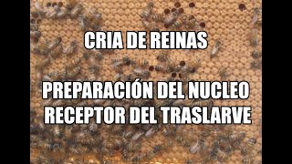 CRÍA DE REINAS (1A PARTE):  PREPARACIÓN DEL NÚCLEO RECEPTOR DE TRASLARVE,  EN AGROINDUSTRIA LA MIEL