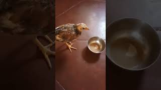 baby Chicken drinks teal சிட்டு டீ குடிக்கிற 😘