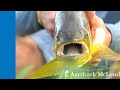 Fly Fishing Pira Lodge for Golden Dorado with Christiaan Pretorius